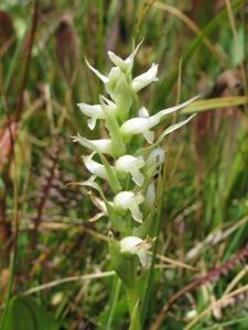 Platenthera dilatata